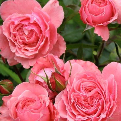 Вера Надежда  Любовь