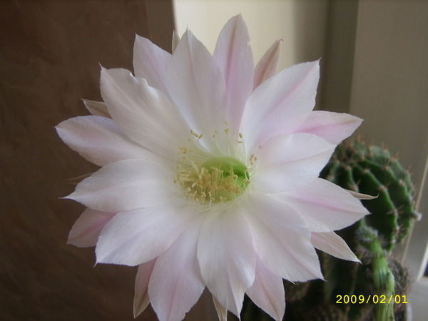 Людмила Румянцева