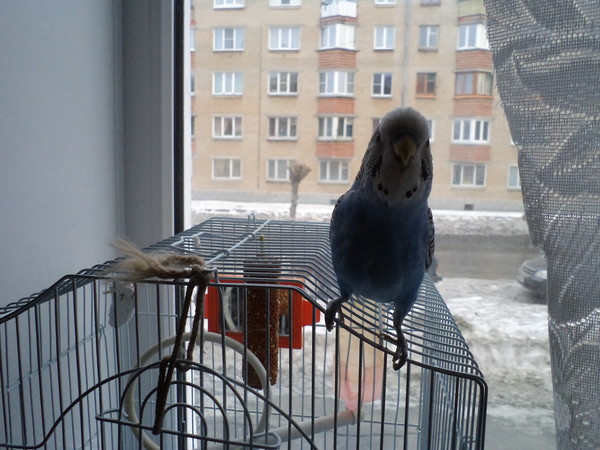 Дмитрий Блаженов