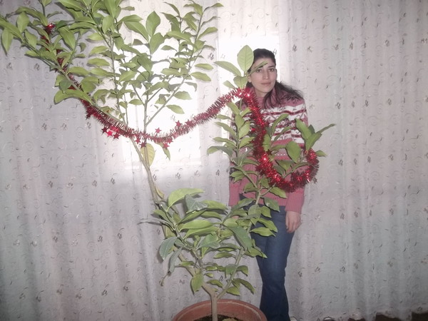 Ani Tarverdyan