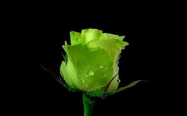 Woman @@@
