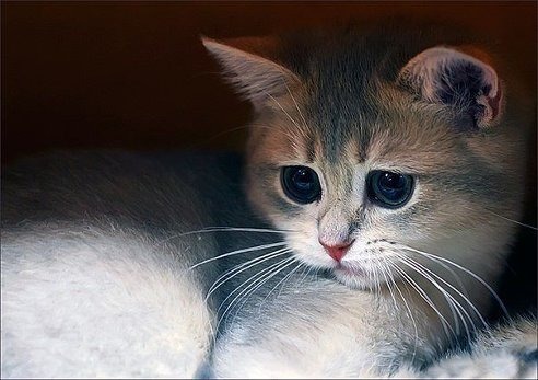 Елес
