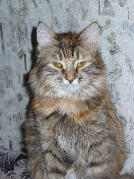 Ира Пряхина