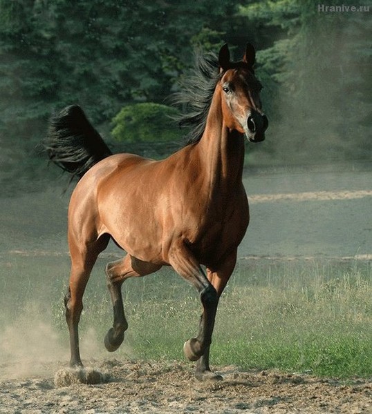 Евгений Хромов