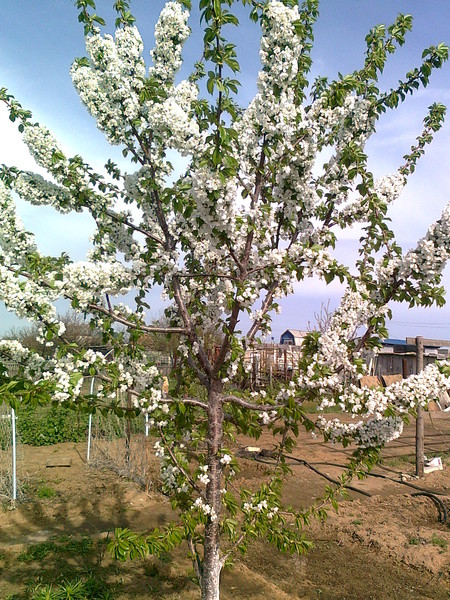 Алёна Алёна