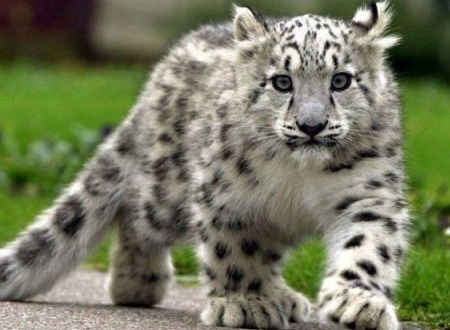 Александр Анищенко