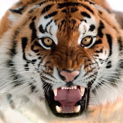 Виктория Третьякова