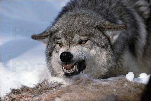 Валерий Богданов