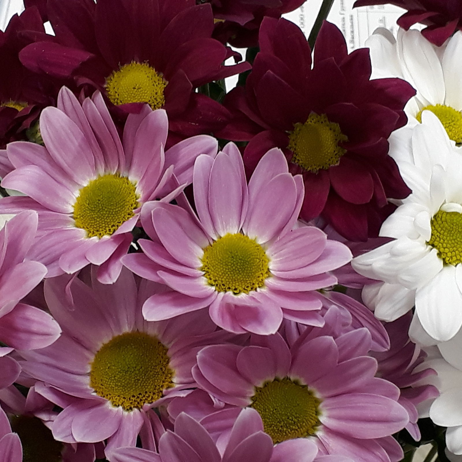 Елена Маркова