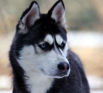 Олег Сабуров