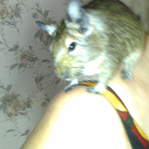 Валерий Ногтенко