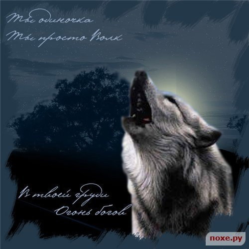 Black Wolf
