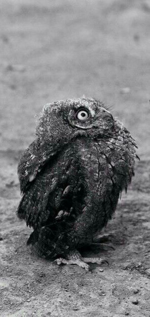 Виктор Григорьев