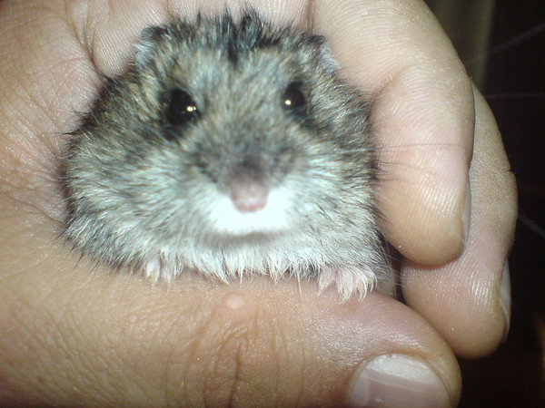 Радик Галлямов