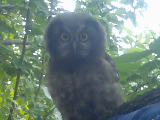 Денис Борисов