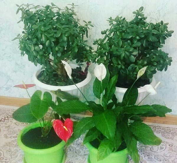 Альмира Женисханова
