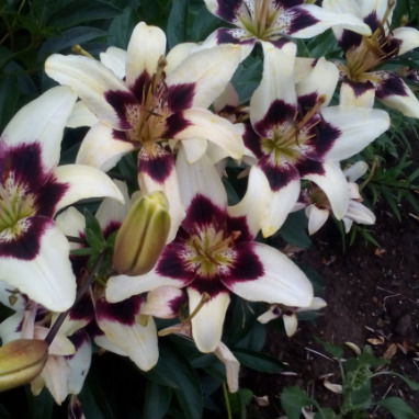 Лилия Усманова