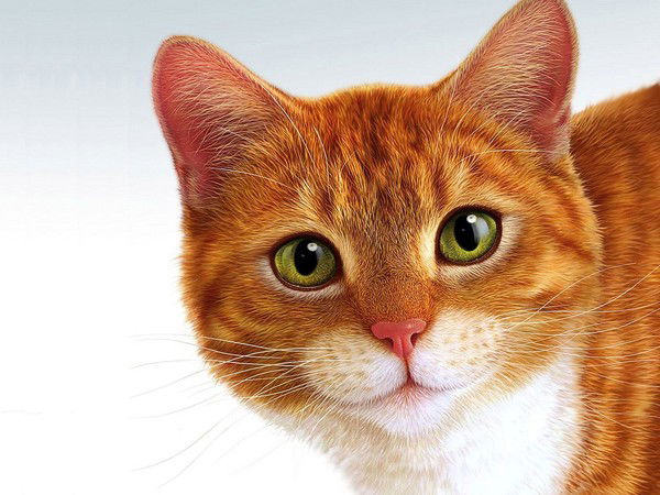 Кот Котофеевич