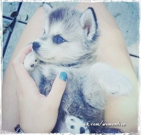 Bopi )))))))