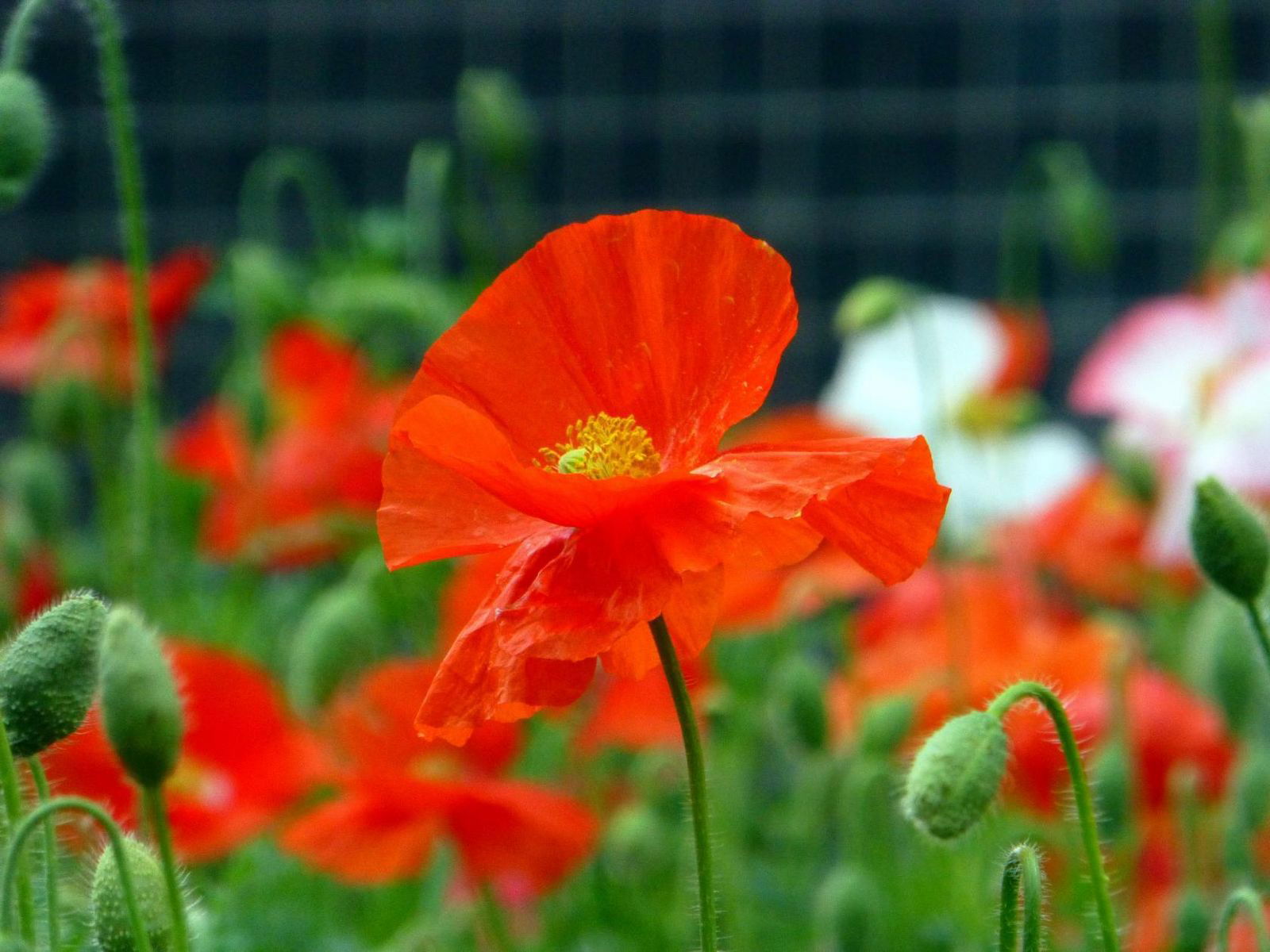 Маргарита Калашникова