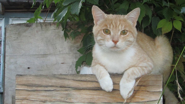 Татьяна Лунякова