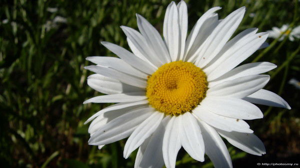 Ольга Киселева