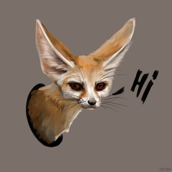 Фенек :3