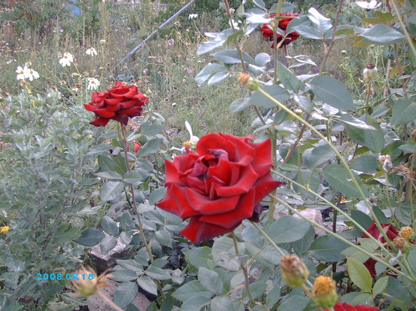 Татьяна Копылова