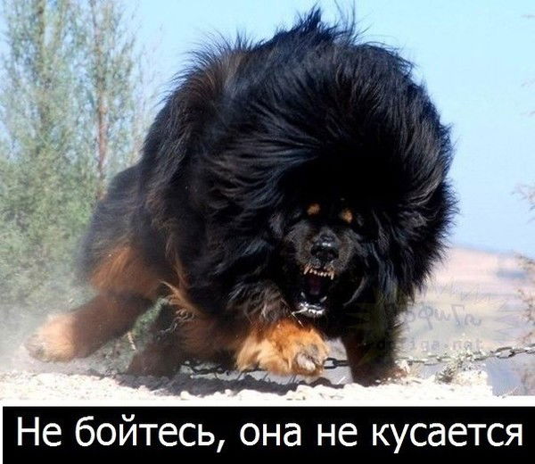 Приветик С Плюсом