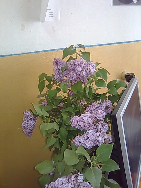 39 Омарова