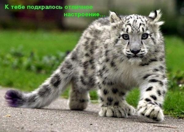 Лика Алексеева