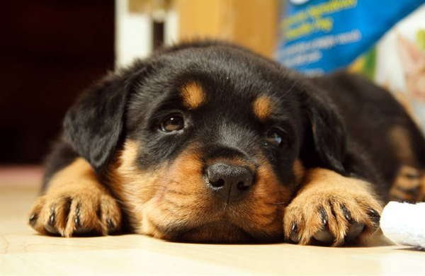 Заир Насурлаев