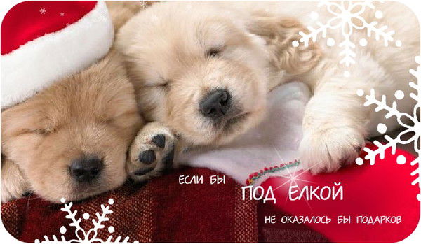 Светлана Устимец