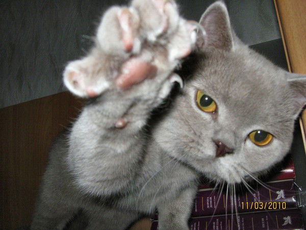 Александр Киргеснер