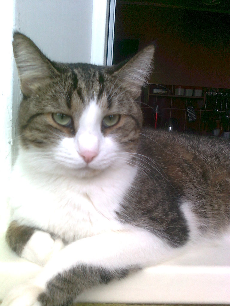 Ёшкин Кот