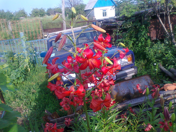 Александр Козлов