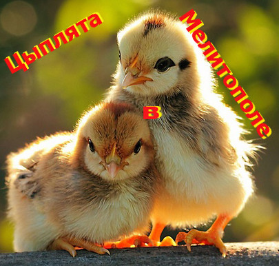 Цыплята Мелитополь