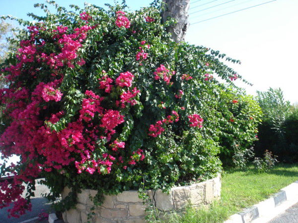 Татьяна Хорева