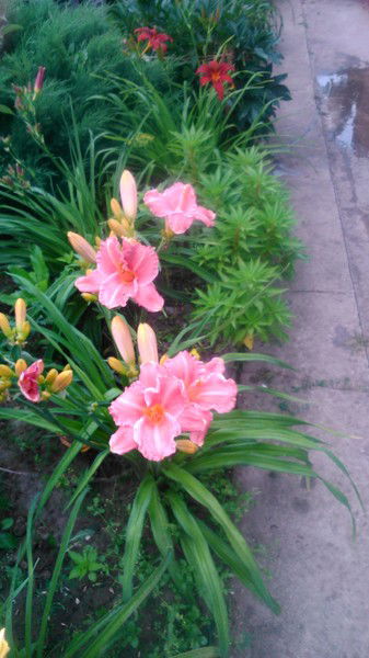 Людмила Баранова