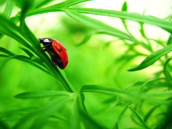 Елена Инькова