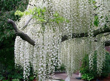 Анфиса Гаун