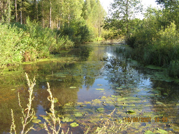 Алексей Ермашкевич