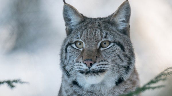 Марат Абдуллин