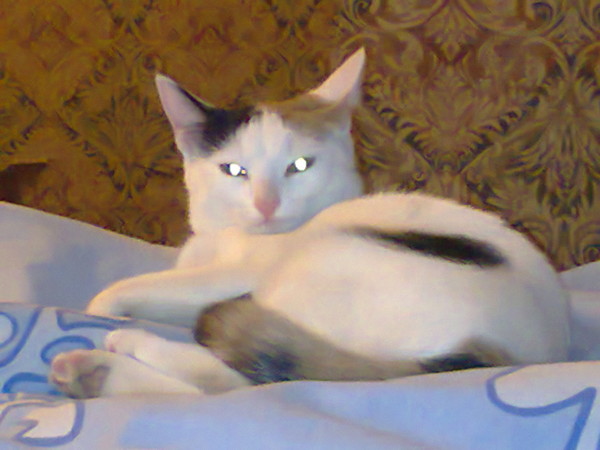 Лиза Моисеева