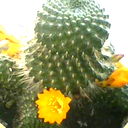 Ivan Chicaros