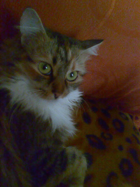 Татьяна Ясынышин