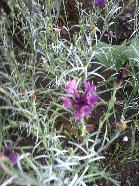 Наталья Гердова