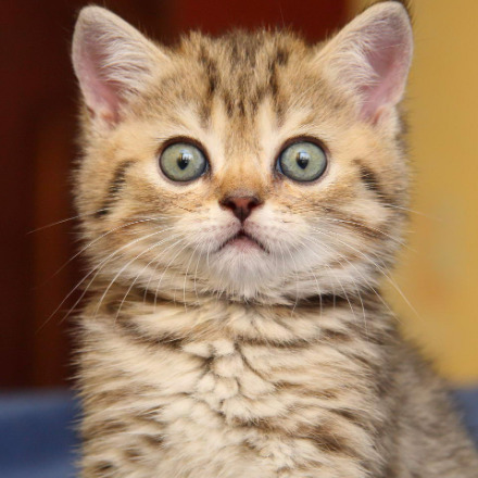 Алла Корж