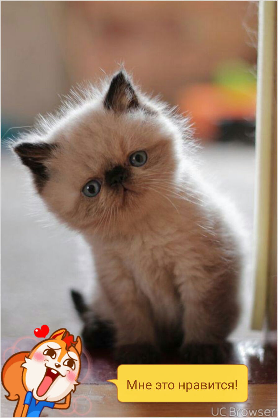 даша галкова