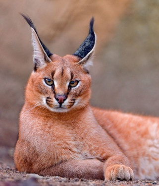 Linx Grr